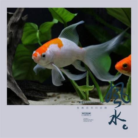 門口養魚風水|魚缸千萬別這樣擺！養魚風水5大重點